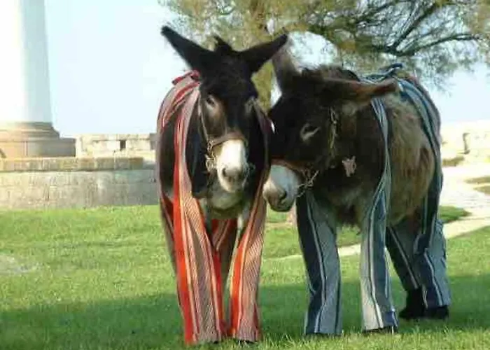 Au Coeur De St Martin : La Cible Saint-Martin-de-Ré